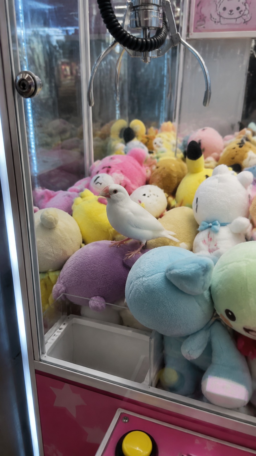 AI Video Prompt: Bird Inside Claw Machine